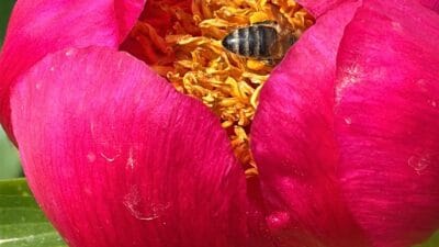 Doğada nadir rastlanan ayı gülleri, baharın gelişiyle birlikte çiçek açtı.