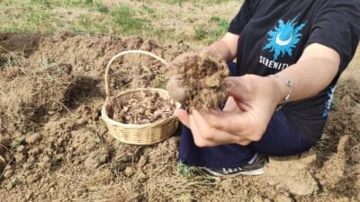 Safranbolu’nun simgesi safranın üretim sürecinde önemli bir aşama olan soğan
