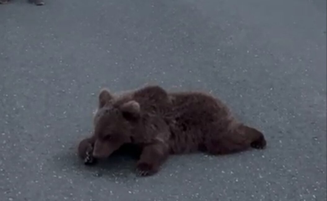 SAFRANBOLU’DA ARACIN ÇARPTIĞI AYI TEDAVİ ALTINA ALINDI Karabük’ün Safranbolu ilçesi Beştepeler mevkisinde yola aniden çıkan bir ayı,