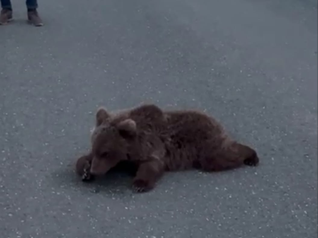 Karabük’ün Safranbolu ilçesi Beştepeler mevkisinde yola aniden çıkan bir ayı,