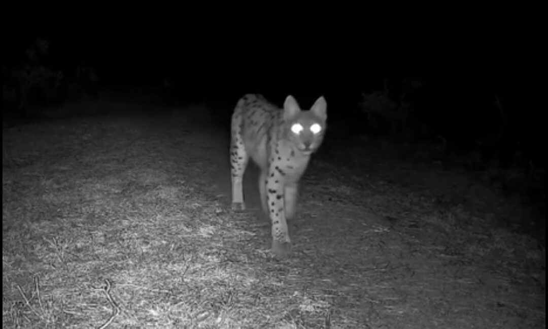 SAFRANBOLU ORMANLARINDA VAŞAK SÜRPRİZİ: FOTOKAPANA YANSIDI Safranbolu’da doğa tutkunu Ömer Faruk Korkmaz’ın ormanın farklı noktalarına yerleştirdiği