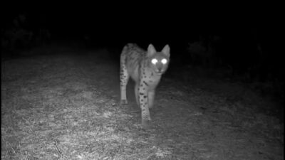 Safranbolu’da doğa tutkunu Ömer Faruk Korkmaz’ın ormanın farklı noktalarına yerleştirdiği