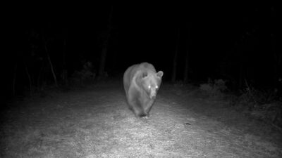 Karabük'ün Safranbolu ilçesinde boz ayı fotokapanla görüntülendi.