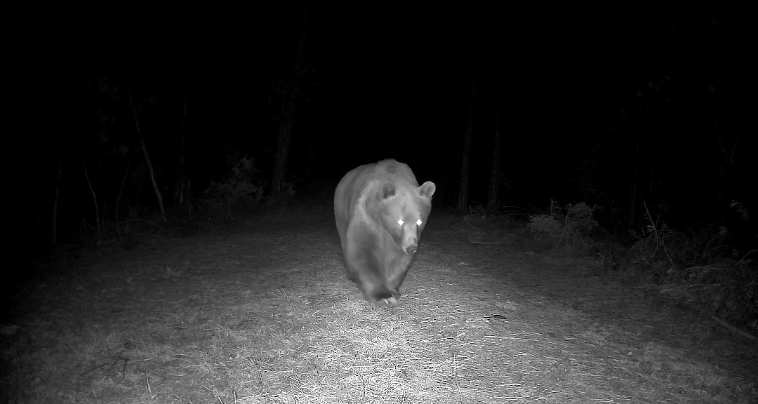 Karabük'ün Safranbolu ilçesinde boz ayı fotokapanla görüntülendi.