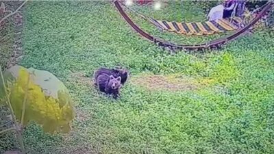 Karabük’te yiyecek aramak için  yerleşim alanına inen iki yavru