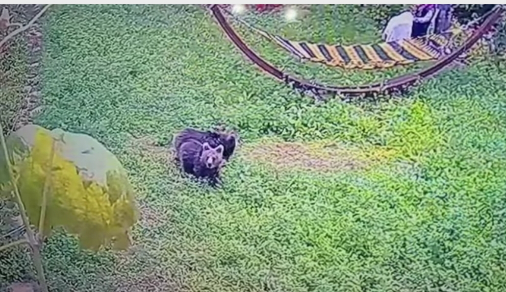 Karabük’te yiyecek aramak için  yerleşim alanına inen iki yavru