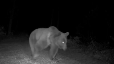 Safranbolu’da Vahşi Yaşam Fotoğrafçısı Ömer Faruk Korkmaz’ın ormanın farklı noktalarına