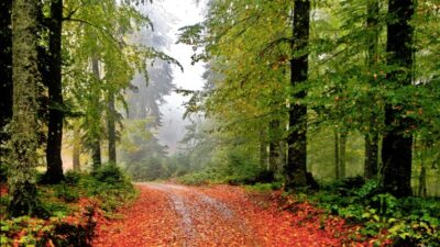 Karabük’ün Yenice ilçesinde ormanlık alanda çalışan bir işçi, kestiği ağacın