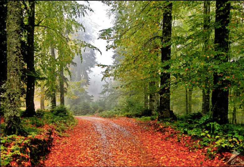 Karabük’ün Yenice ilçesinde ormanlık alanda çalışan bir işçi, kestiği ağacın