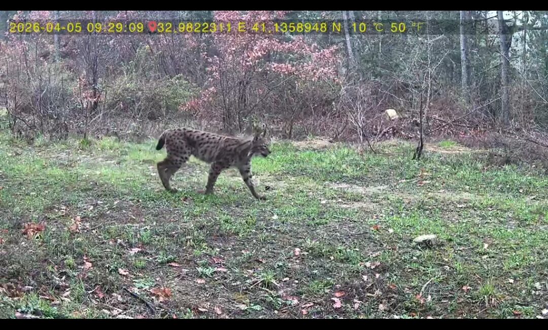 Karabük’ün Ovacık ilçesinde ormanlık alana yerleştirilen fotokapanlar yaban hayvanlarının doğadaki