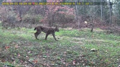 Karabük’ün Ovacık ilçesinde ormanlık alana yerleştirilen fotokapanlar yaban hayvanlarının doğadaki