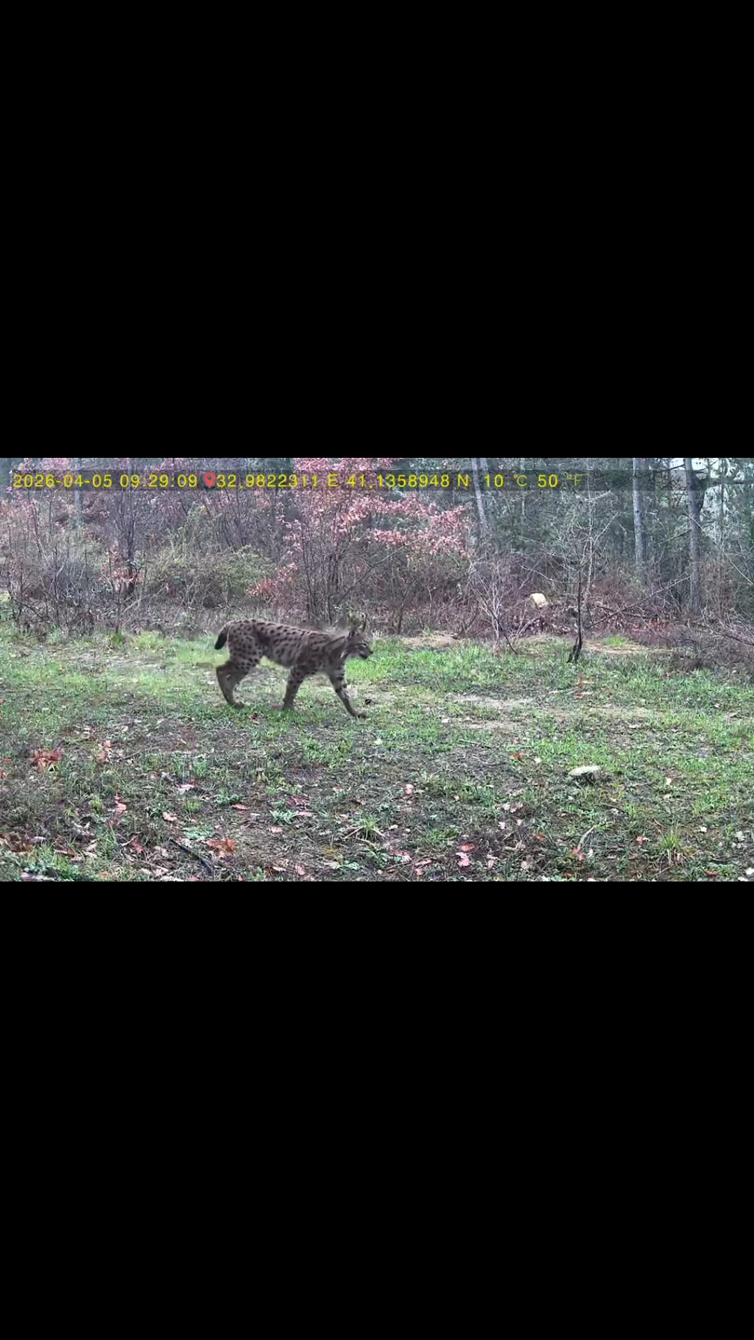 Karabük’ün Ovacık ilçesinde ormanlık alana yerleştirilen fotokapanlar yaban hayvanlarının doğadaki